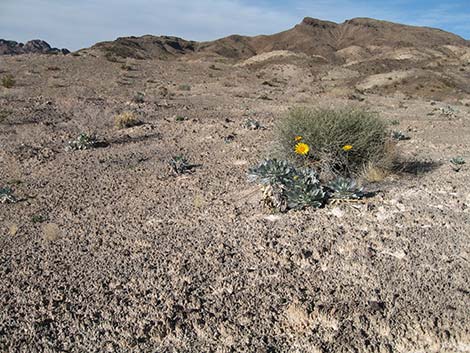 Silverleaf Sunray (Enceliopsis argophylla)