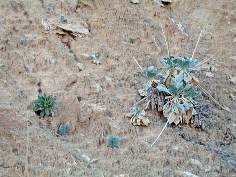 Silverleaf Sunray (Enceliopsis argophylla)