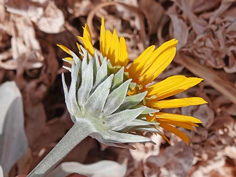 Silverleaf Sunray (Enceliopsis argophylla)