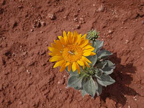 Silverleaf Sunray (Enceliopsis argophylla)