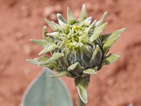 Silverleaf Sunray (Enceliopsis argophylla)