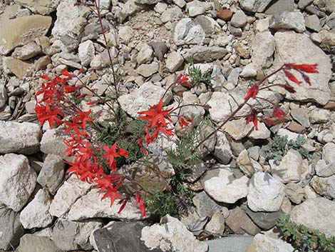 Arizona Skyrocket (Ipomopsis arizonica)