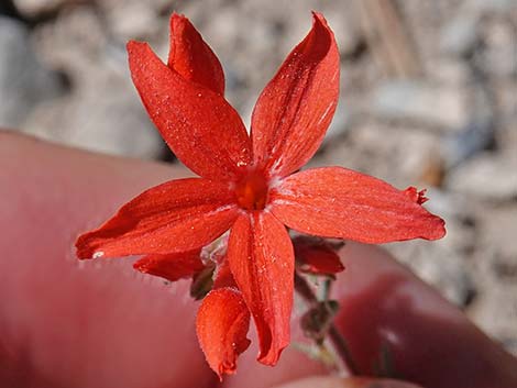 Arizona Skyrocket (Ipomopsis arizonica)