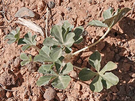 Indian breadroot (Pediomelum castoreum)