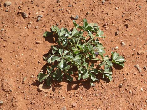 Indian breadroot (Pediomelum castoreum)