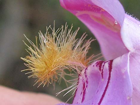 Palmer's Penstemon (Penstemon palmeri)