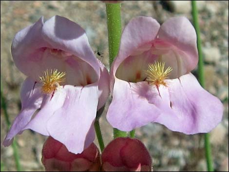 Palmer's Penstemon (Penstemon palmeri)