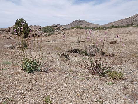 Palmer's Penstemon (Penstemon palmeri)