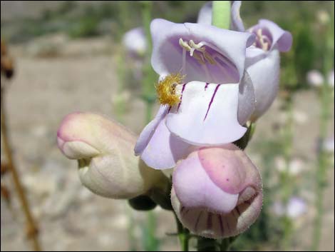 Palmer's Penstemon (Penstemon palmeri)