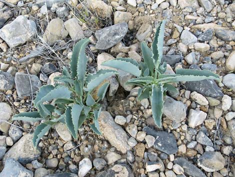 Palmer's Penstemon (Penstemon palmeri)