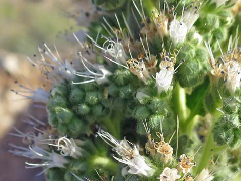 Palmer's Phacelia (Phacelia palmeri)