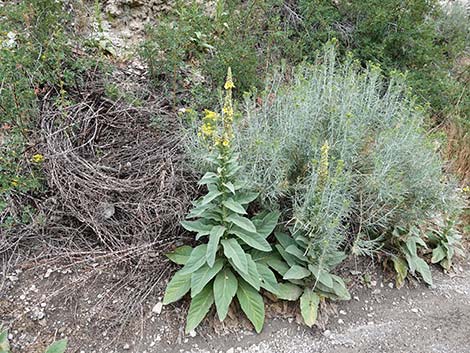 Common Mullein (Verbascum thapsus)