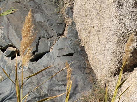 Common Reed (Phragmites australis)