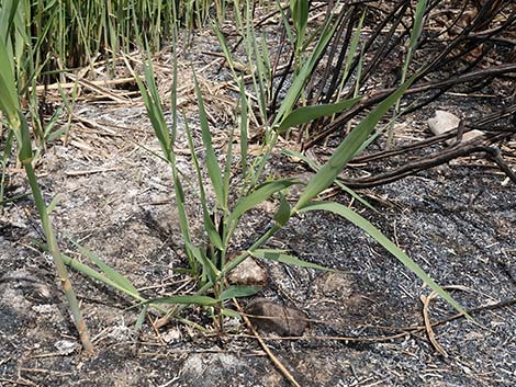 Common Reed (Phragmites australis)