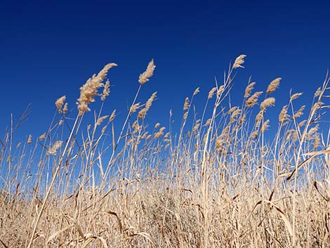 Common Reed (Phragmites australis)