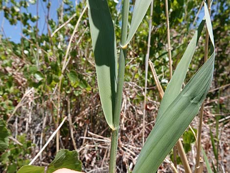 Common Reed (Phragmites australis)