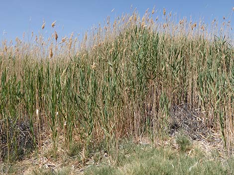 Common Reed (Phragmites australis)