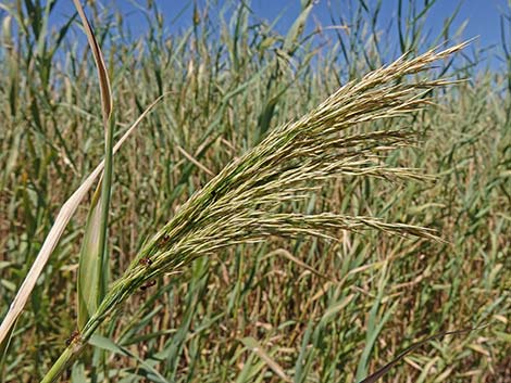 Common Reed (Phragmites australis)