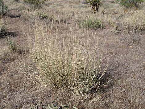 Big Galleta Grass (Pleuraphis rigida)