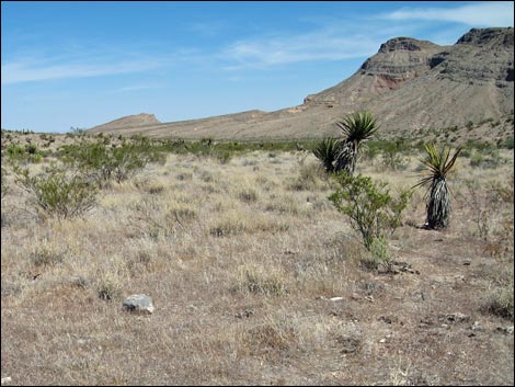 Big Galleta Grass (Pleuraphis rigida)