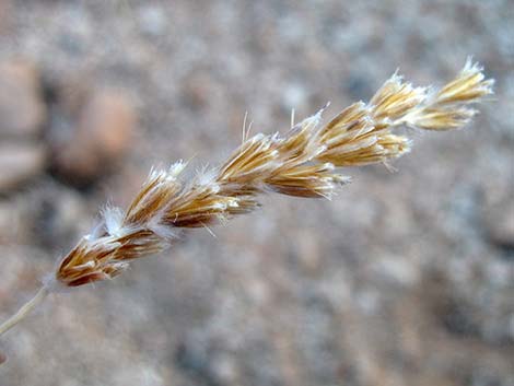 Big Galleta Grass (Pleuraphis rigida)