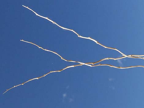 Big Galleta Grass (Pleuraphis rigida)