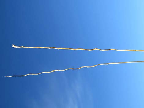 Big Galleta Grass (Pleuraphis rigida)