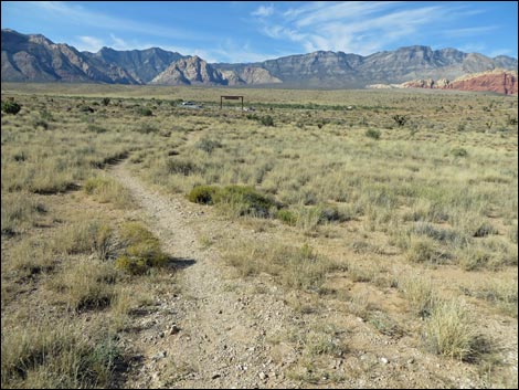 Big Galleta Grass (Pleuraphis rigida)