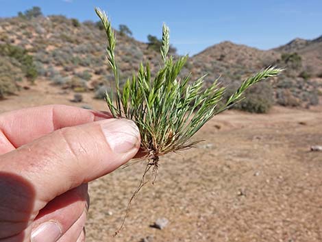 Common Mediterranean Grass (Schismus barbatus)