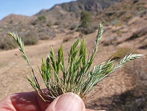 Common Mediterranean Grass (Schismus barbatus)