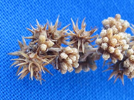 White Bursage seeds on the ground