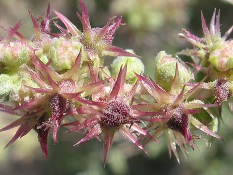 White Bursage (Ambrosia dumosa)