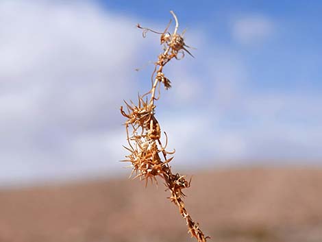 White Bursage (Ambrosia dumosa)