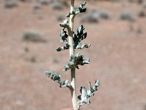 White Bursage (Ambrosia dumosa)