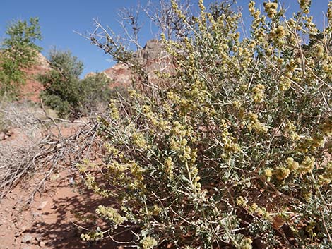 White Bursage (Ambrosia dumosa)