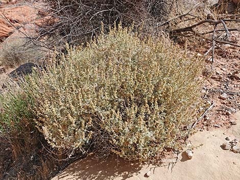 White Bursage (Ambrosia dumosa)