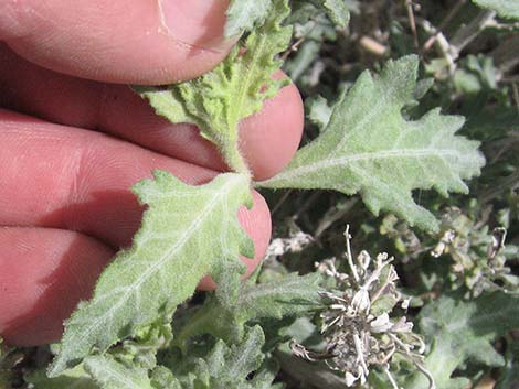 Woolly Fruit Burr Ragweed (Ambrosia eriocentra)