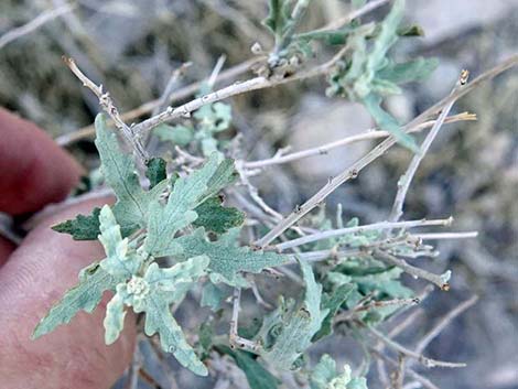 Woolly Fruit Burr Ragweed (Ambrosia eriocentra)