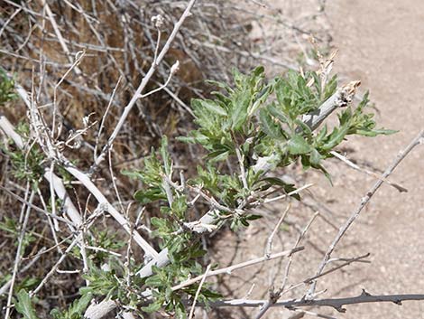 Woolly Fruit Burr Ragweed (Ambrosia eriocentra)