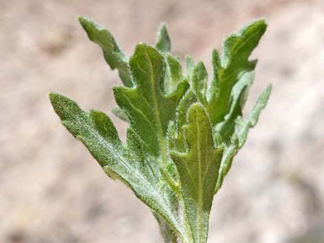 Woolly Fruit Burr Ragweed (Ambrosia eriocentra)