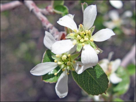 Utah Serviceberry (Amelanchier utahensis)