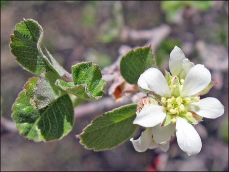 Utah Serviceberry (Amelanchier utahensis)