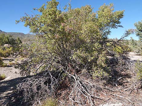 Utah Serviceberry (Amelanchier utahensis)