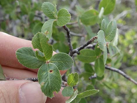 Utah Serviceberry (Amelanchier utahensis)