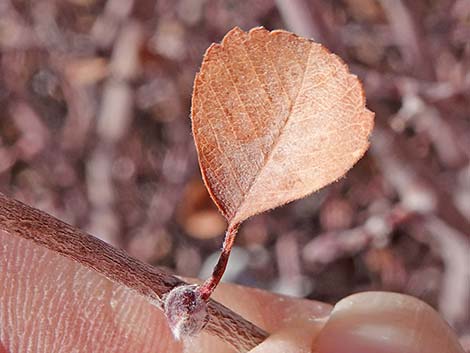 Utah Serviceberry (Amelanchier utahensis)