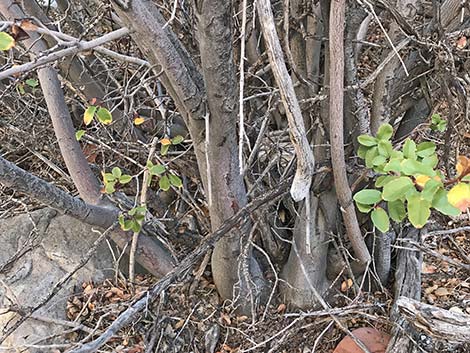 Utah Serviceberry (Amelanchier utahensis)