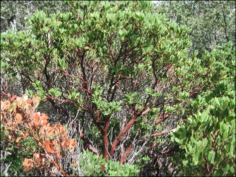 Pointleaf Manzanita (Arctostaphylos pungens)