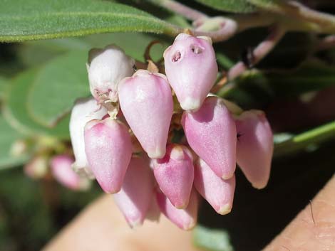 Pointleaf Manzanita (Arctostaphylos pungens)