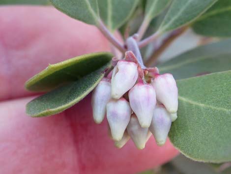 Pointleaf Manzanita (Arctostaphylos pungens)