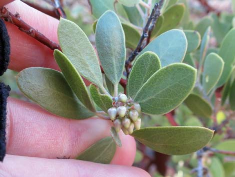 Pointleaf Manzanita (Arctostaphylos pungens)